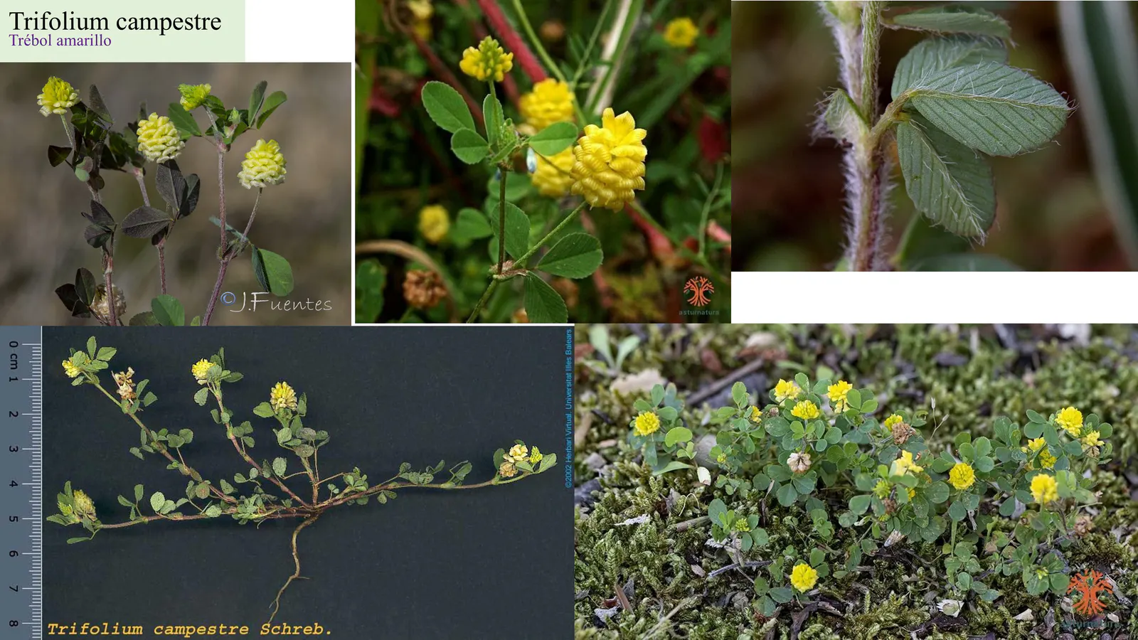 Trifolium campestre