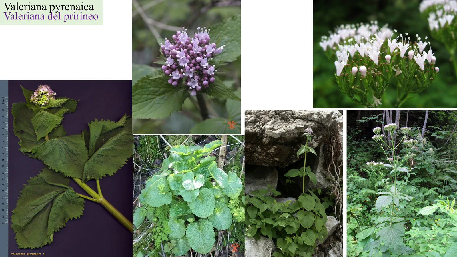 Valeriana pyrenaica