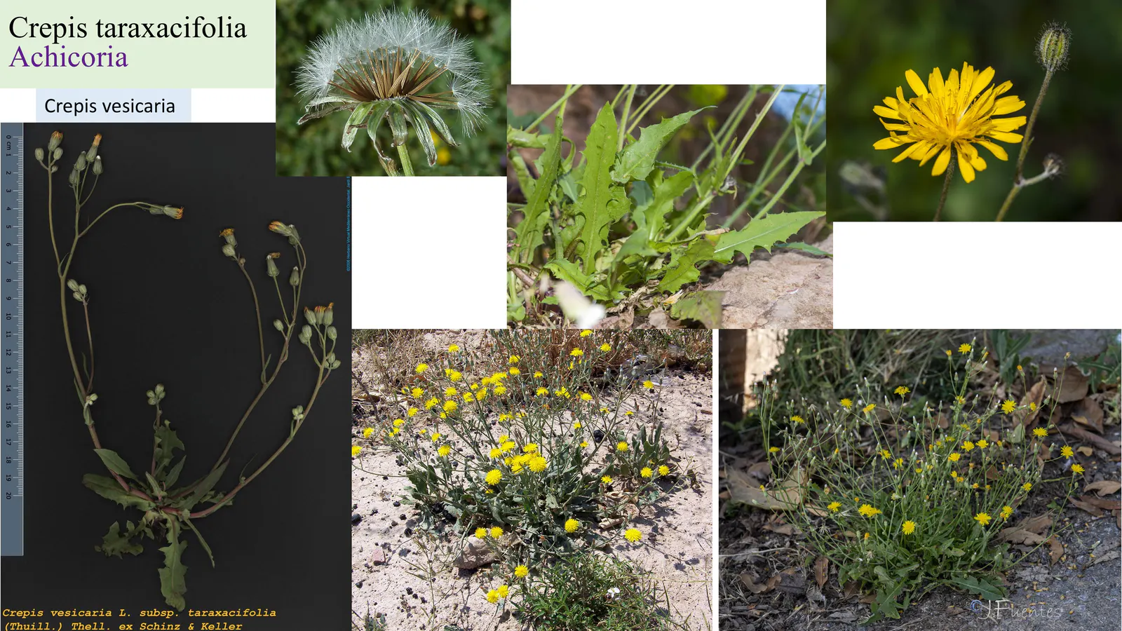 Crepis taraxacifolia