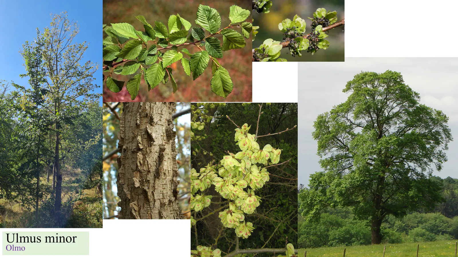 Ulmus minor