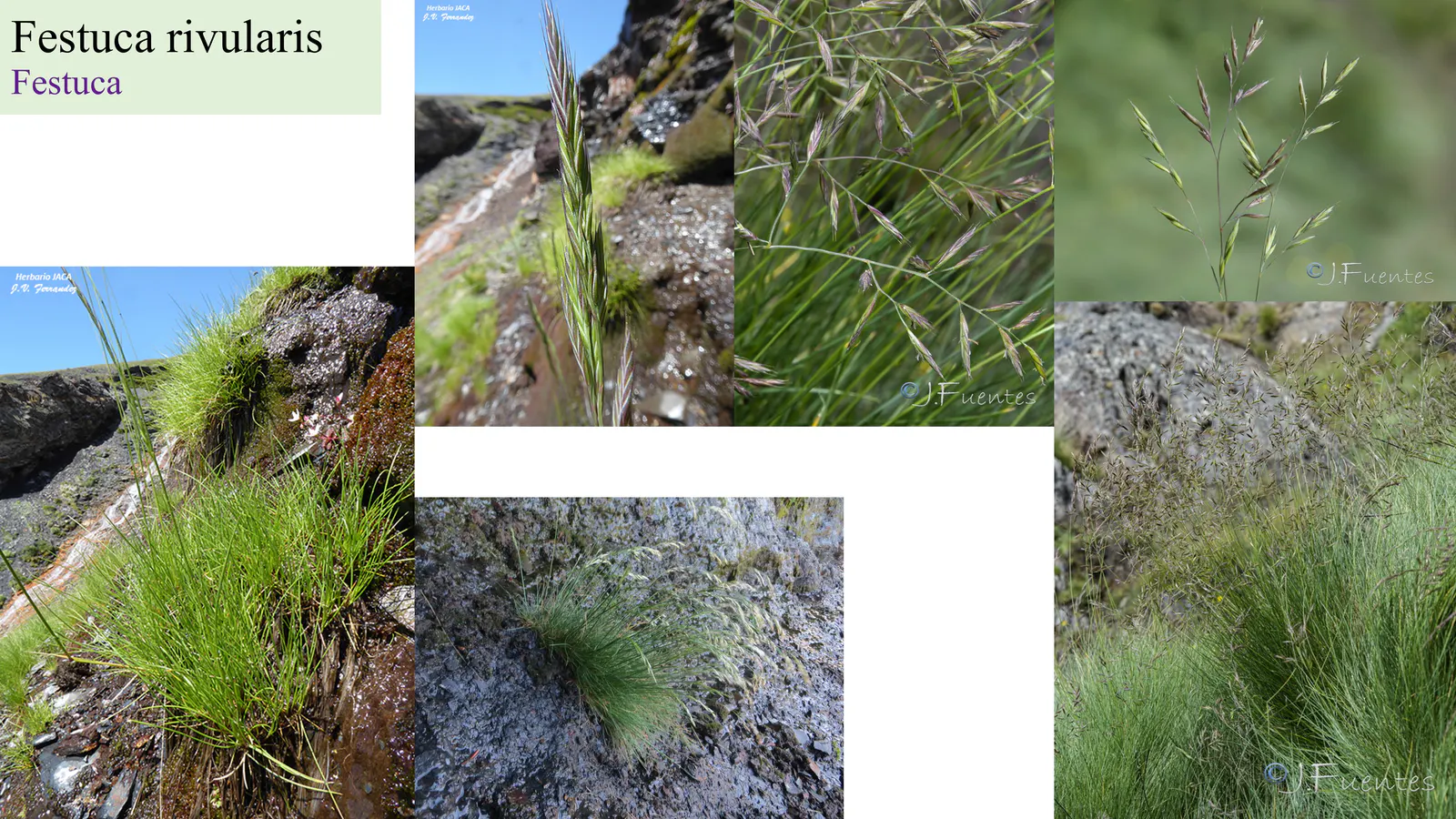 Festuca rivularis