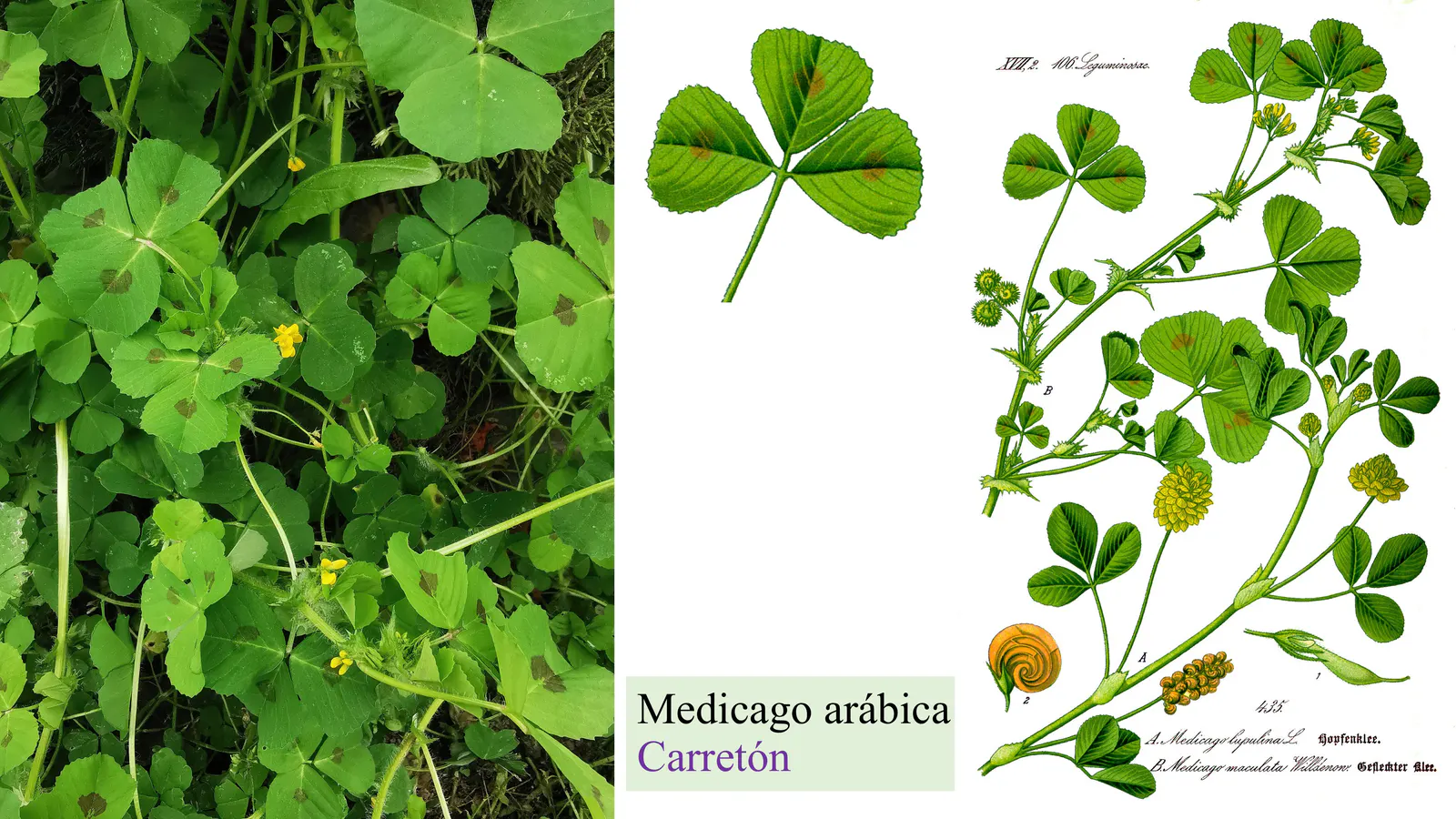 Medicago arabica