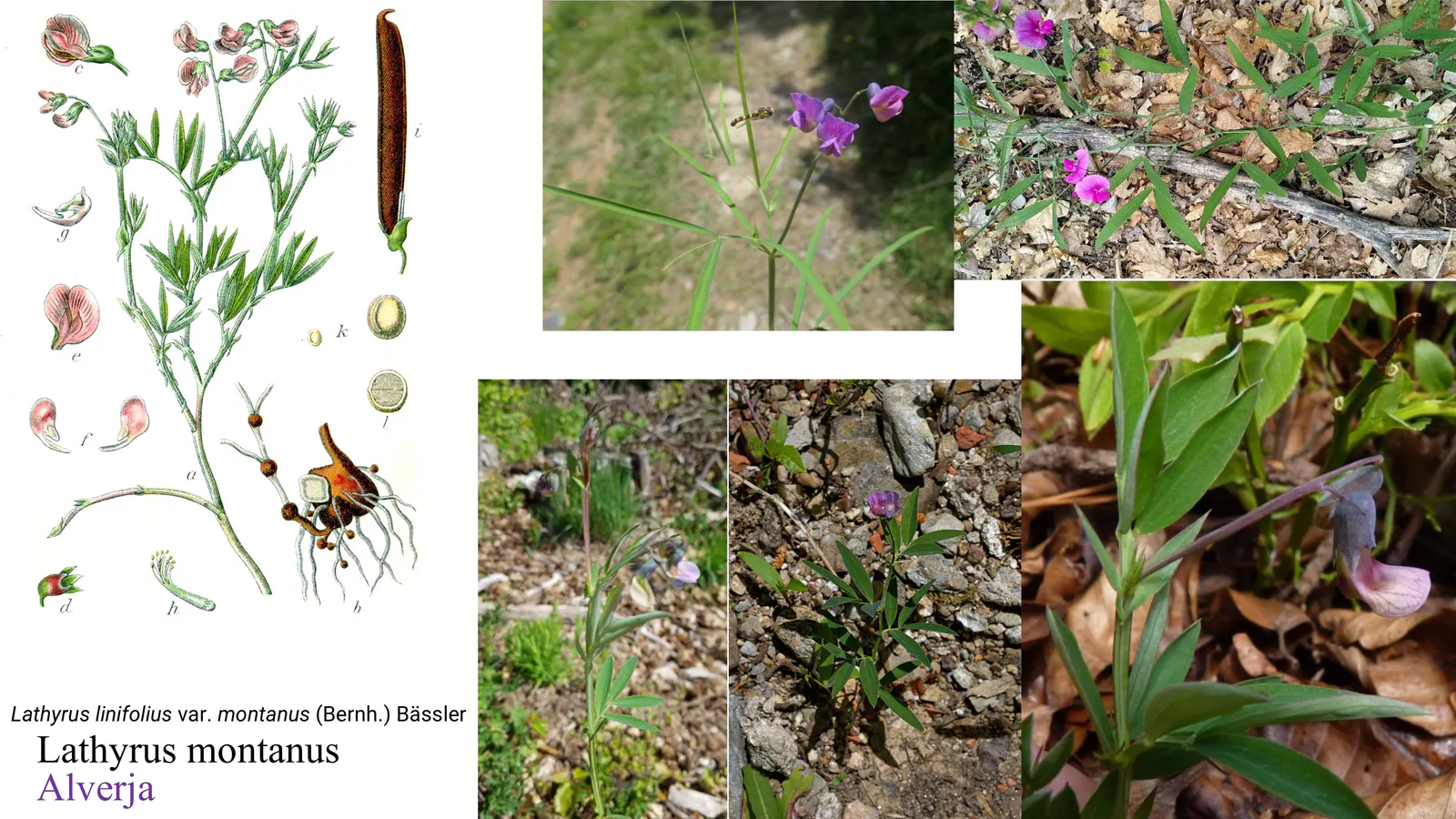Lathyrus montanus