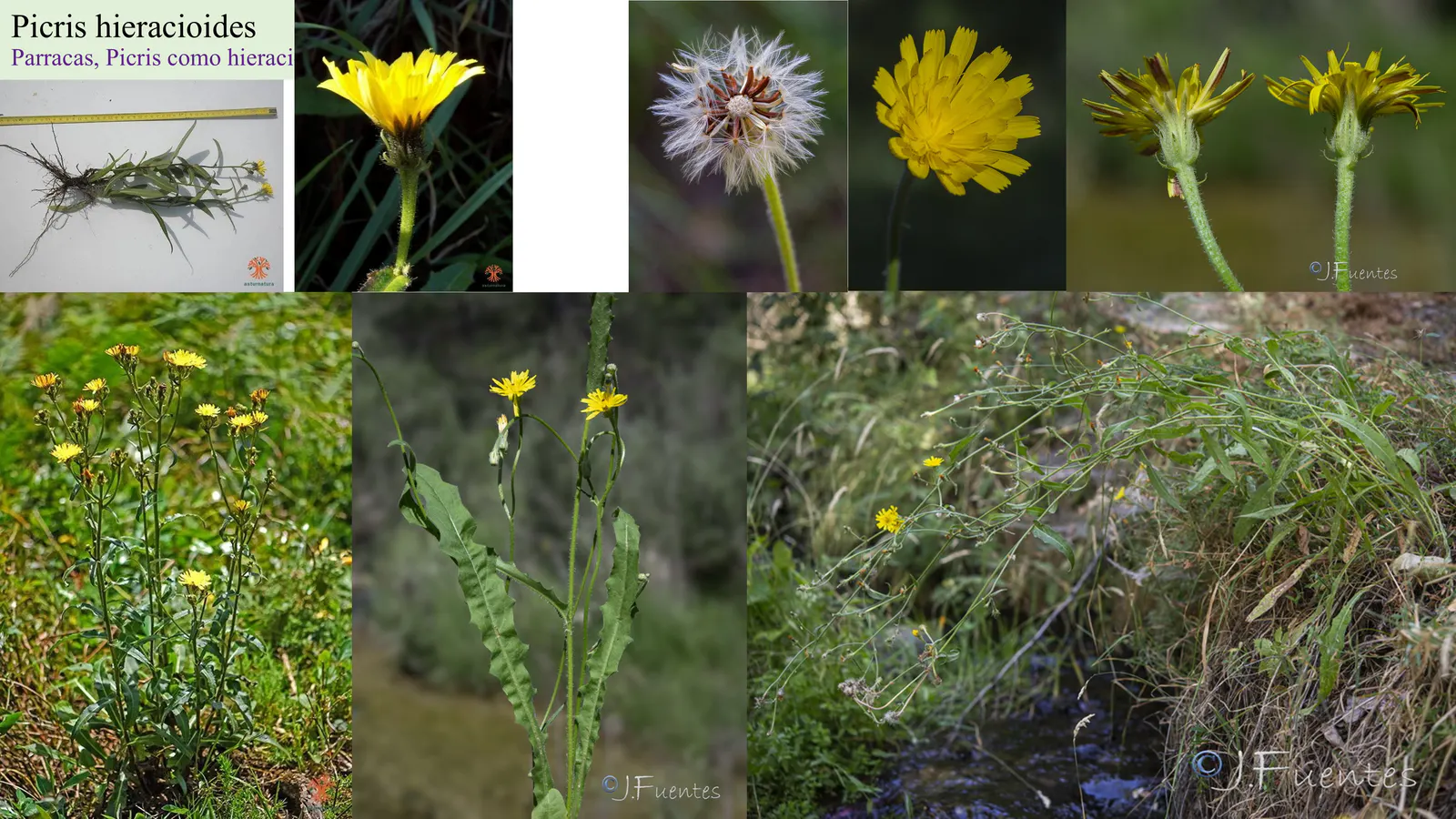 Picris hieracioides