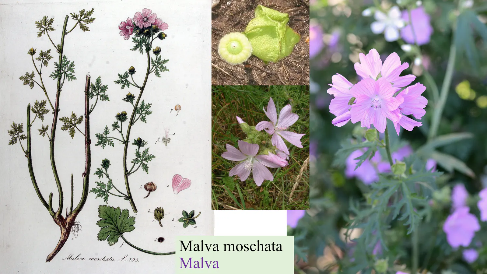 Malva moschata