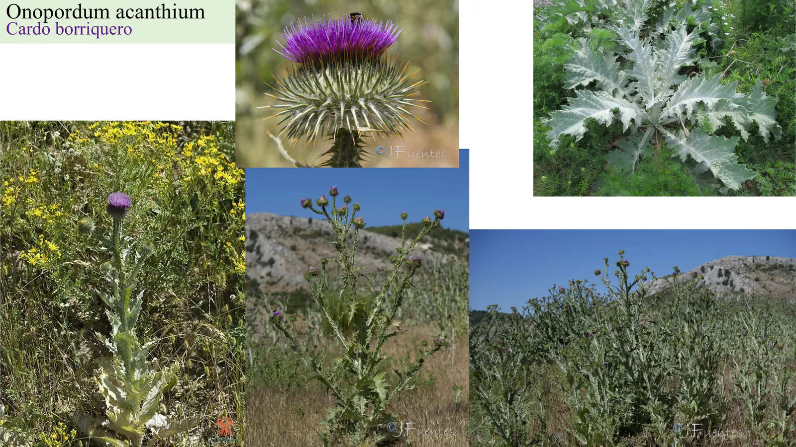 Onopordum acanthium
