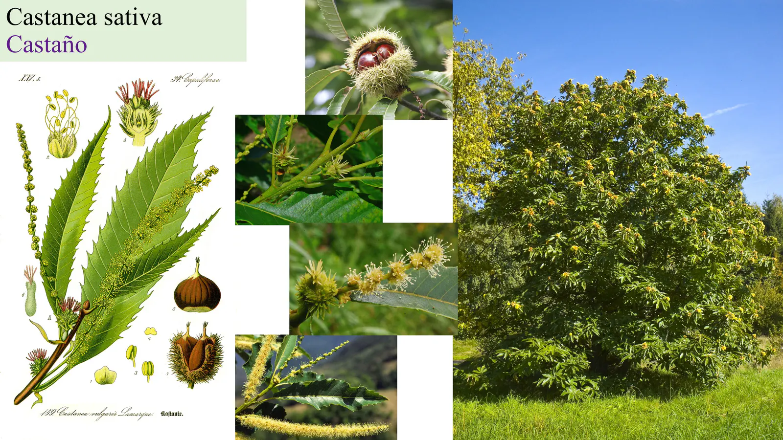 Castanea sativa