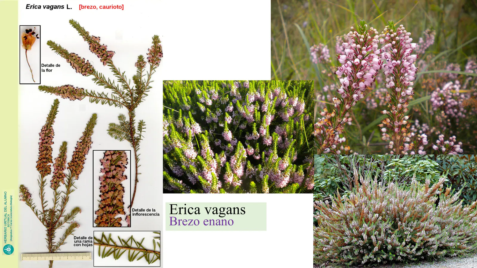 Erica vagans