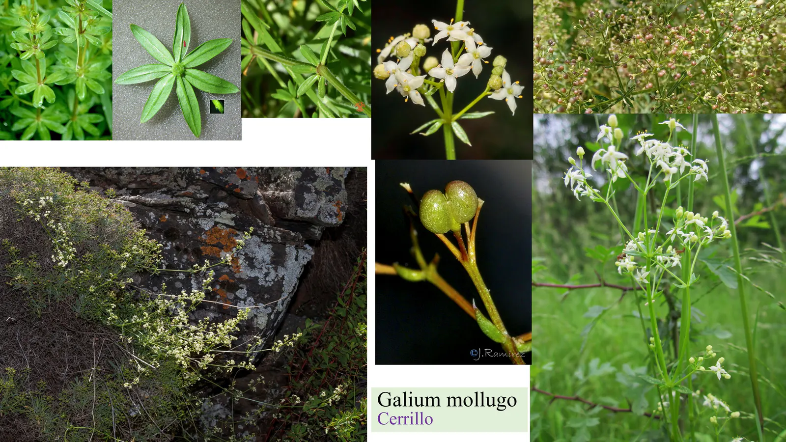 Galium mollugo