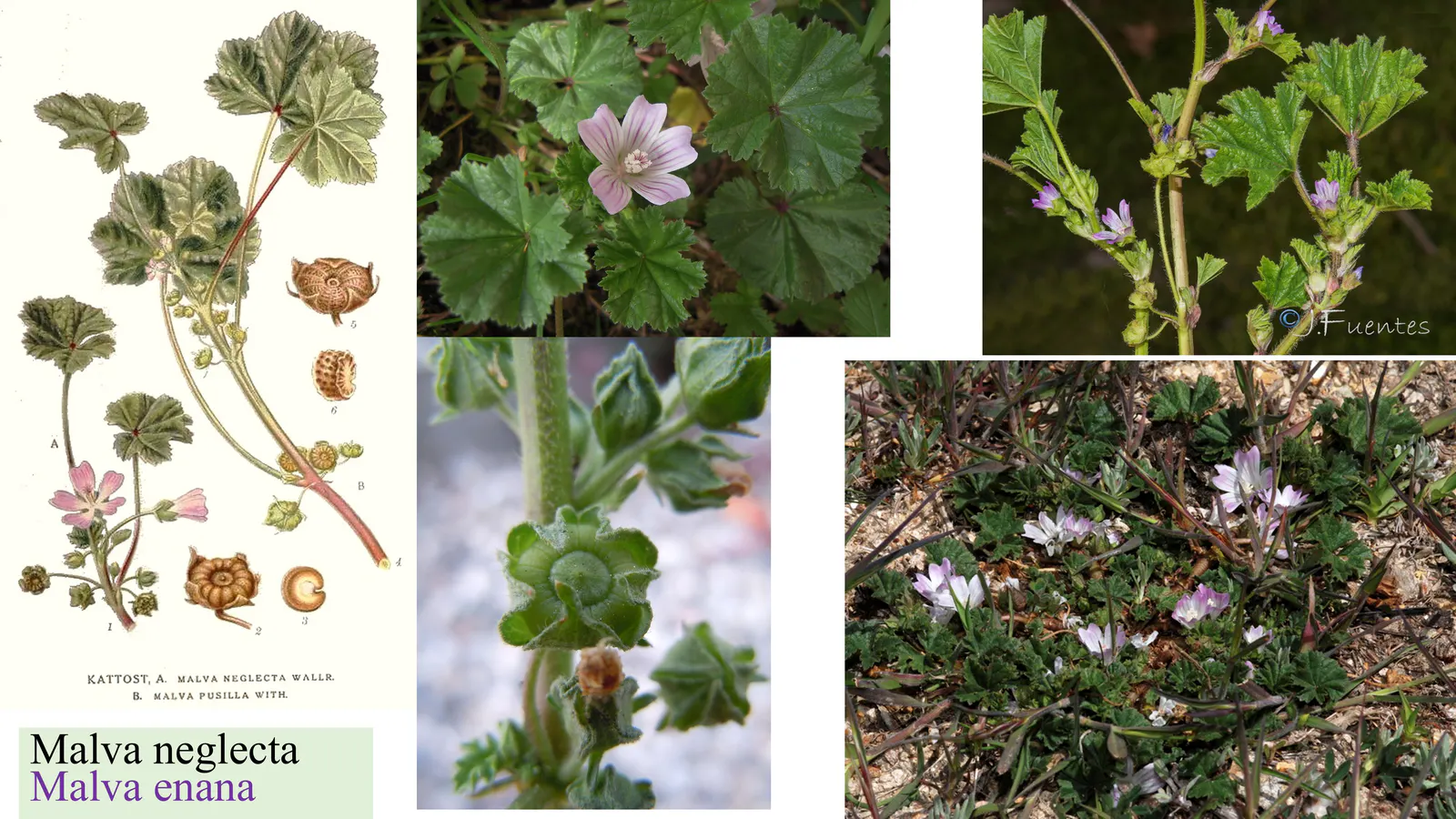 Malva neglecta