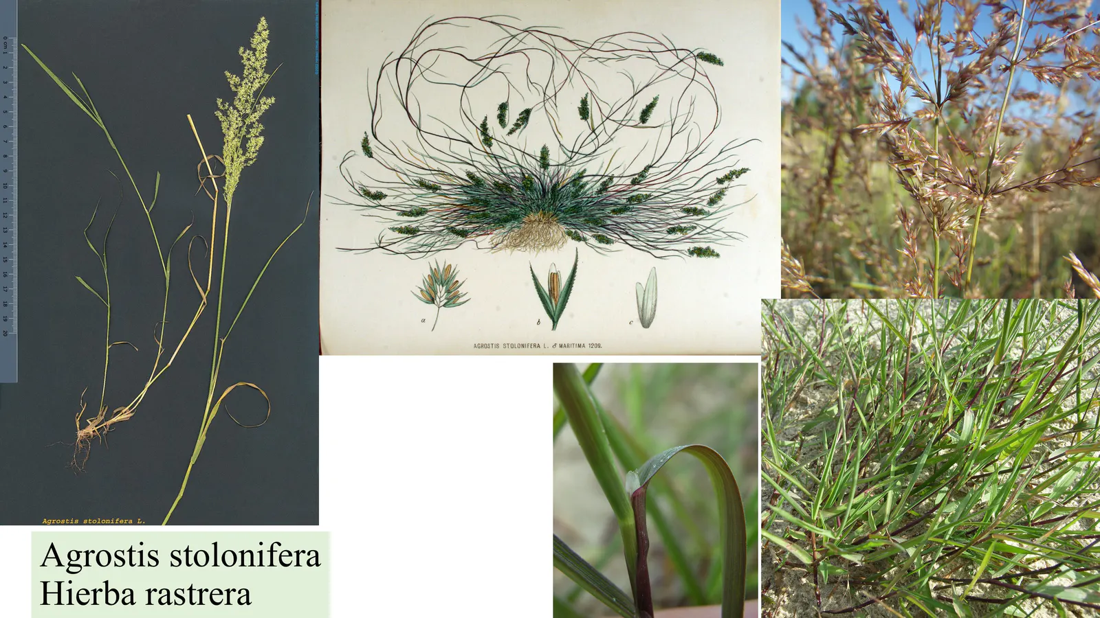 Agrostis stolonifera