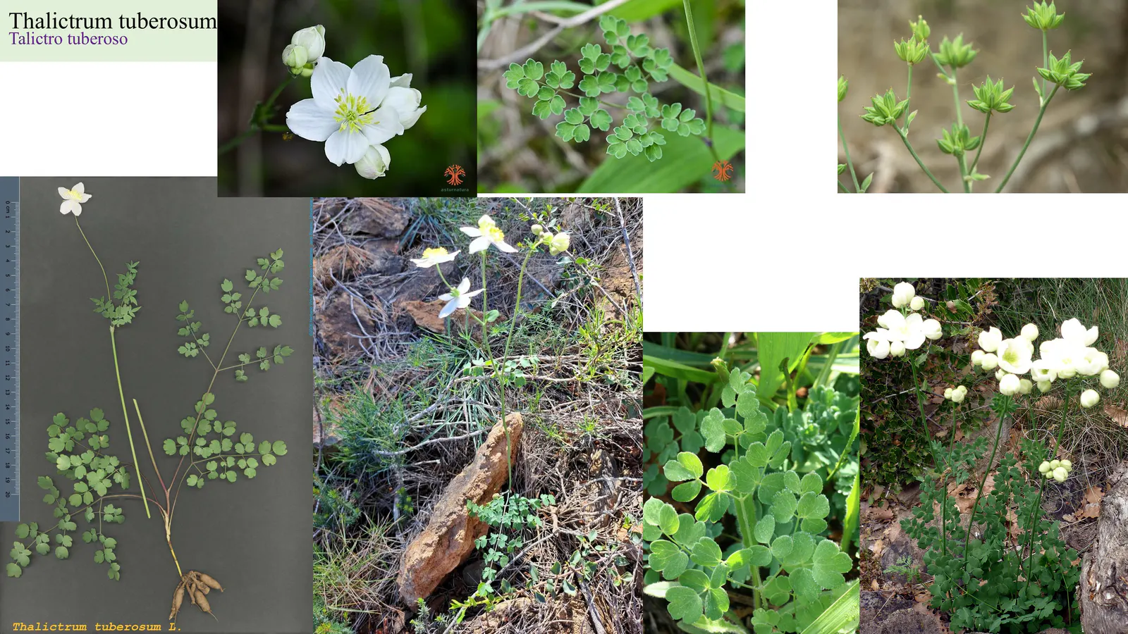 Thalictrum tuberosum