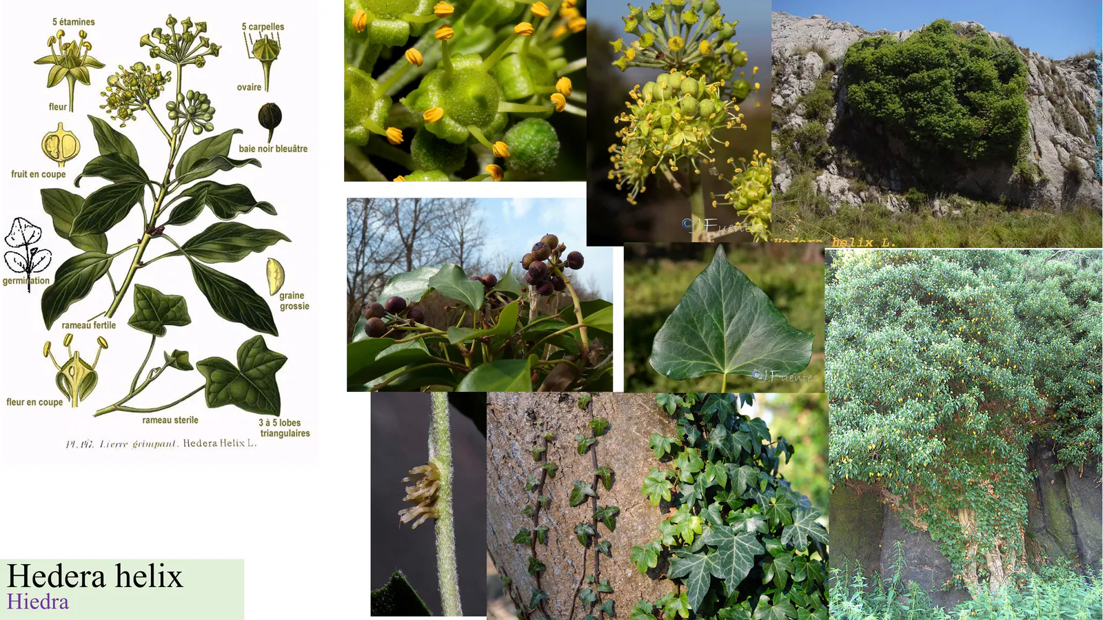 Hedera helix