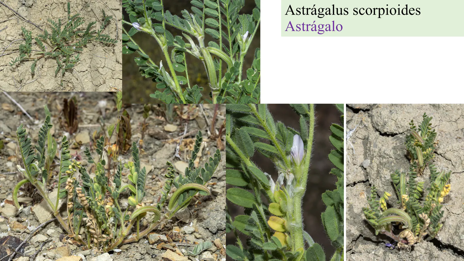 Astragalus scorpioides
