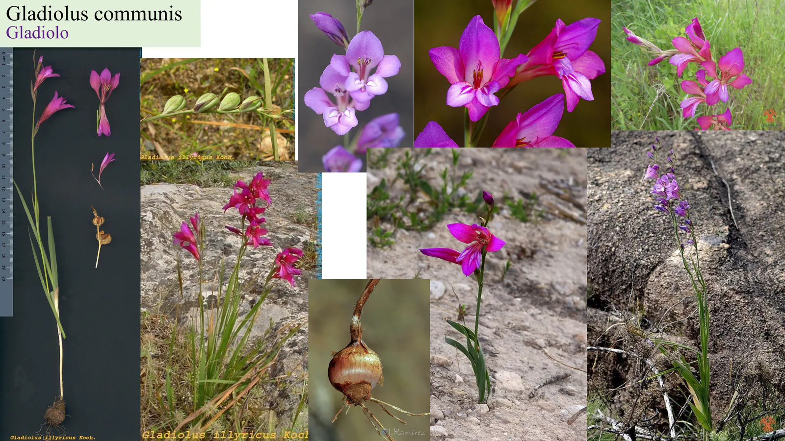 Gladiolus communis