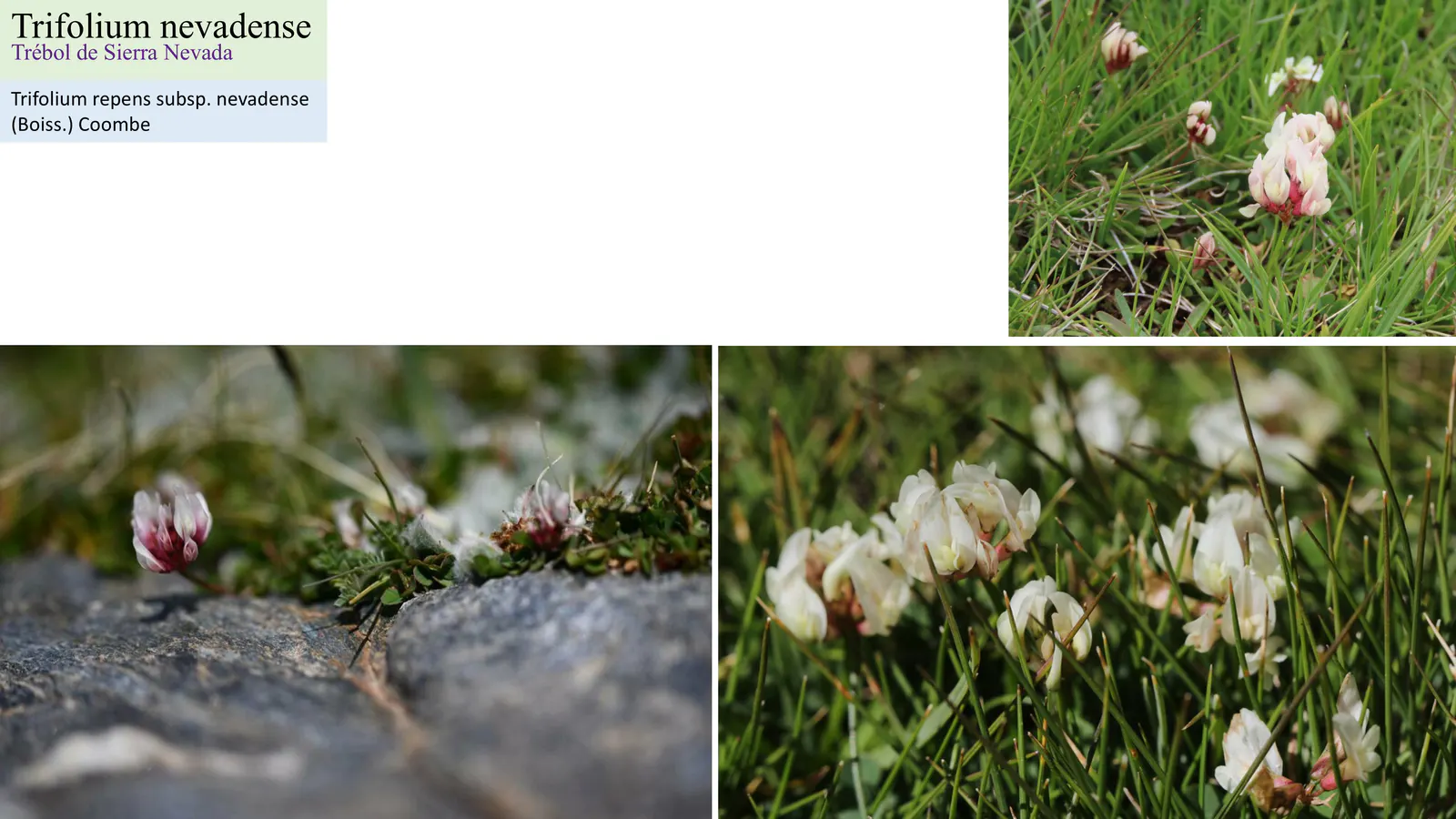 Trifolium