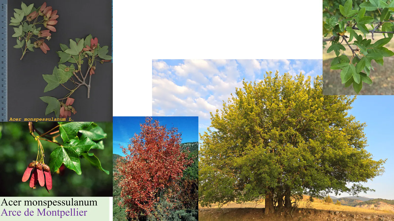 Acer
