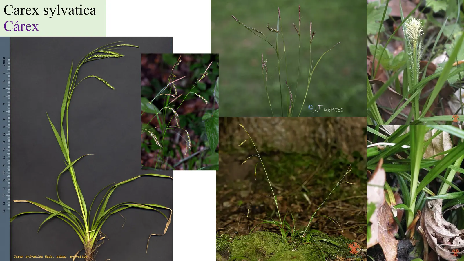 Carex sylvatica