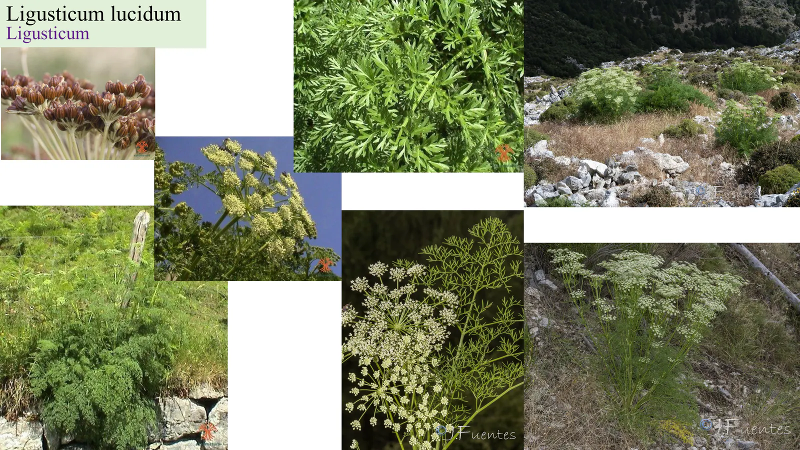 Ligusticum lucidum