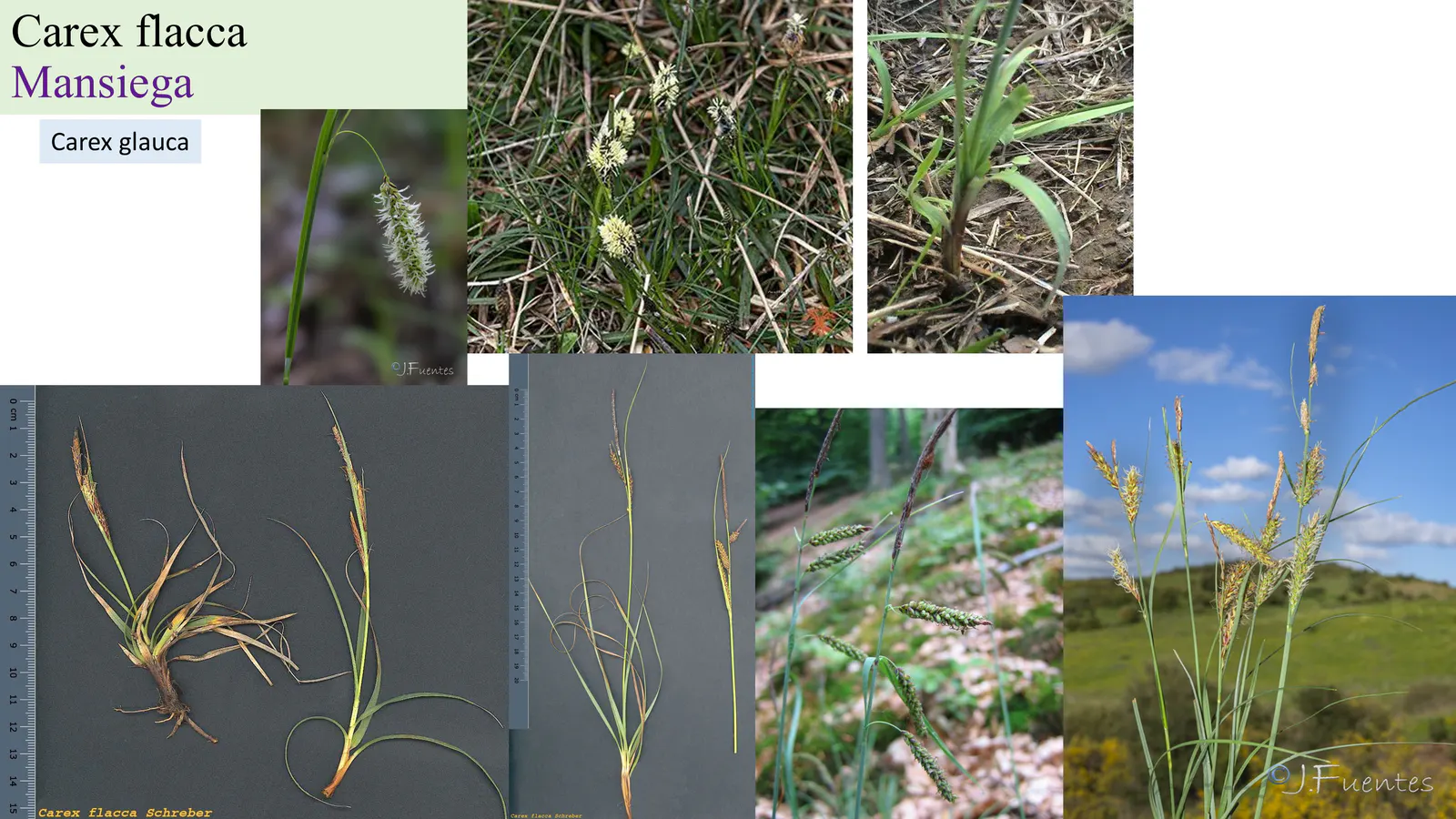 Carex