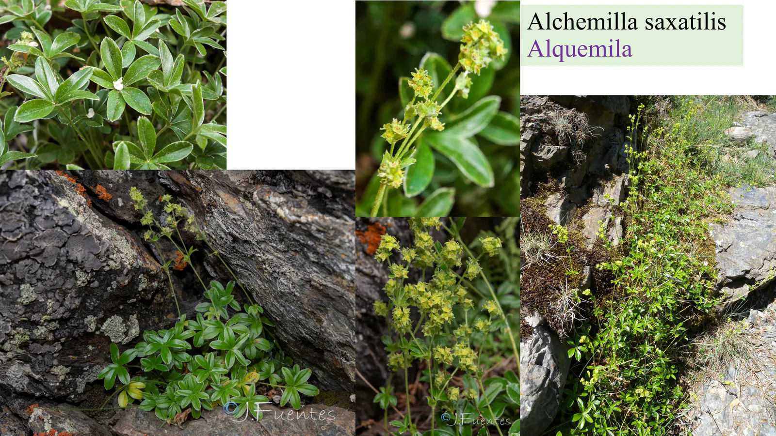 Alchemilla