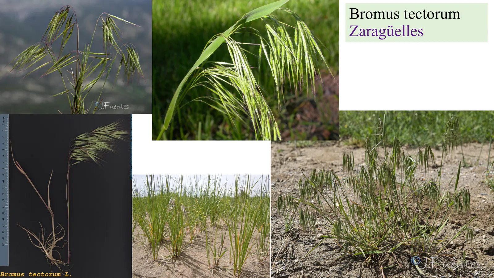 Bromus tectorum