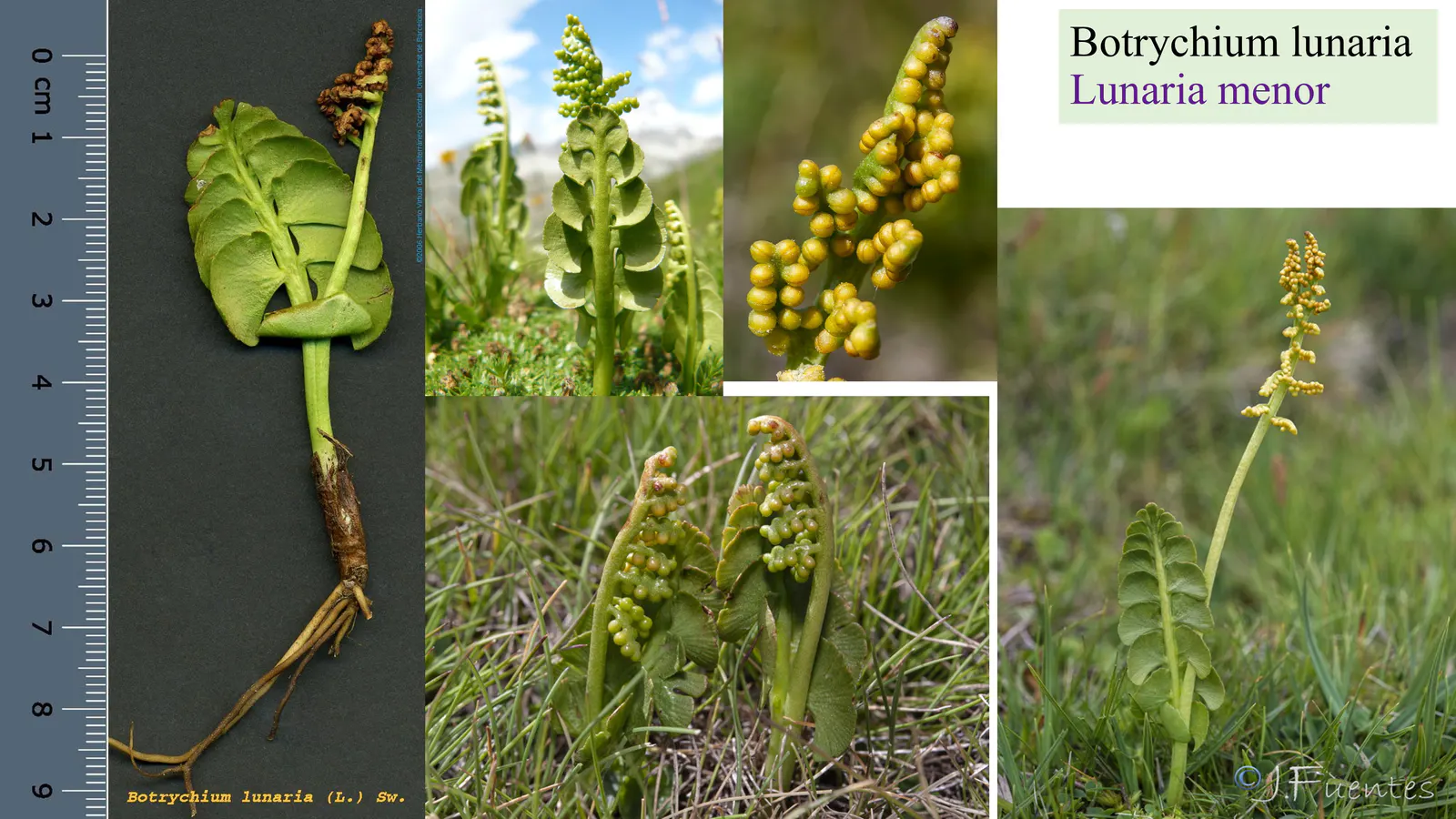 Botrychium lunaria
