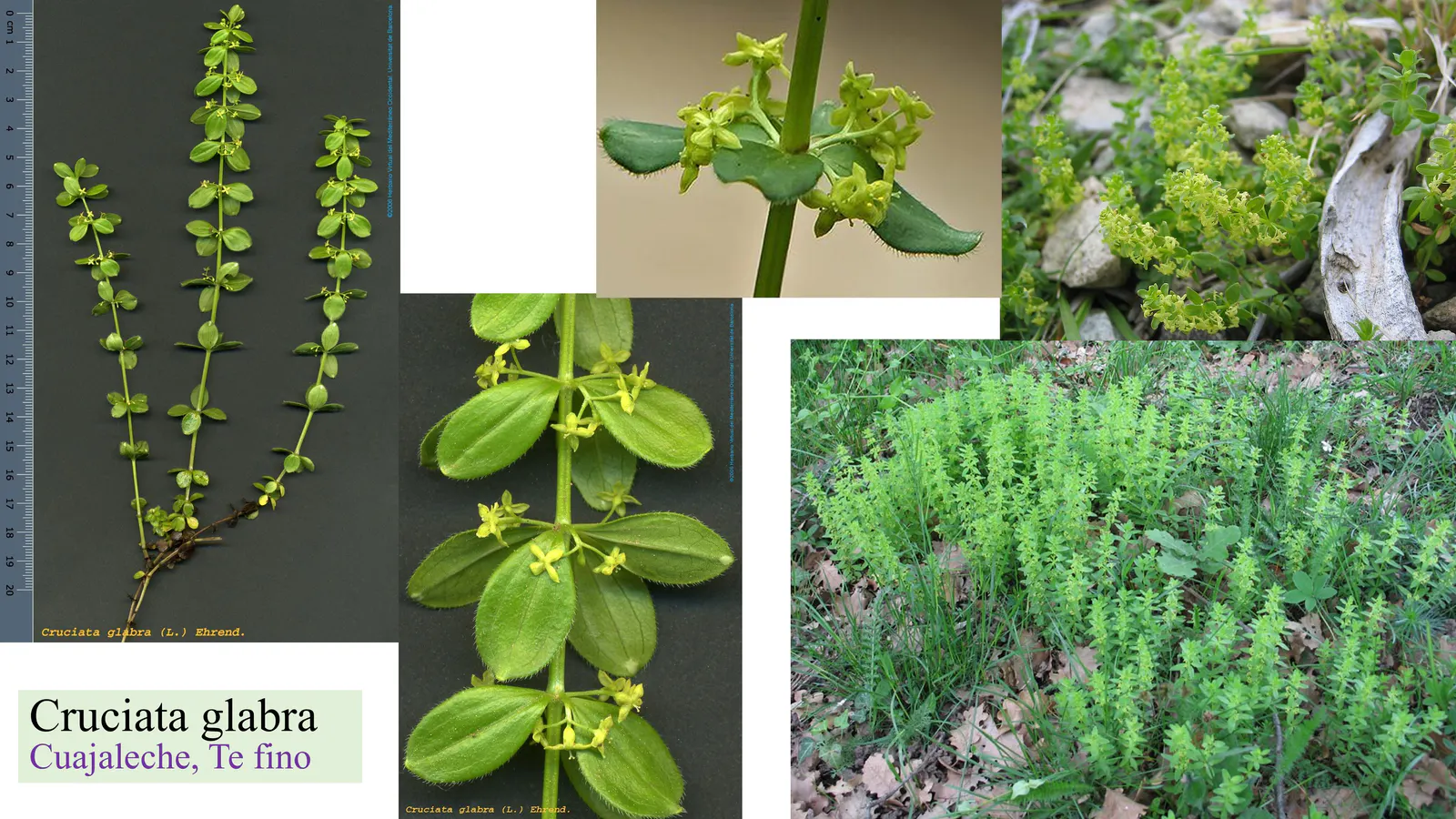 Cruciata glabra