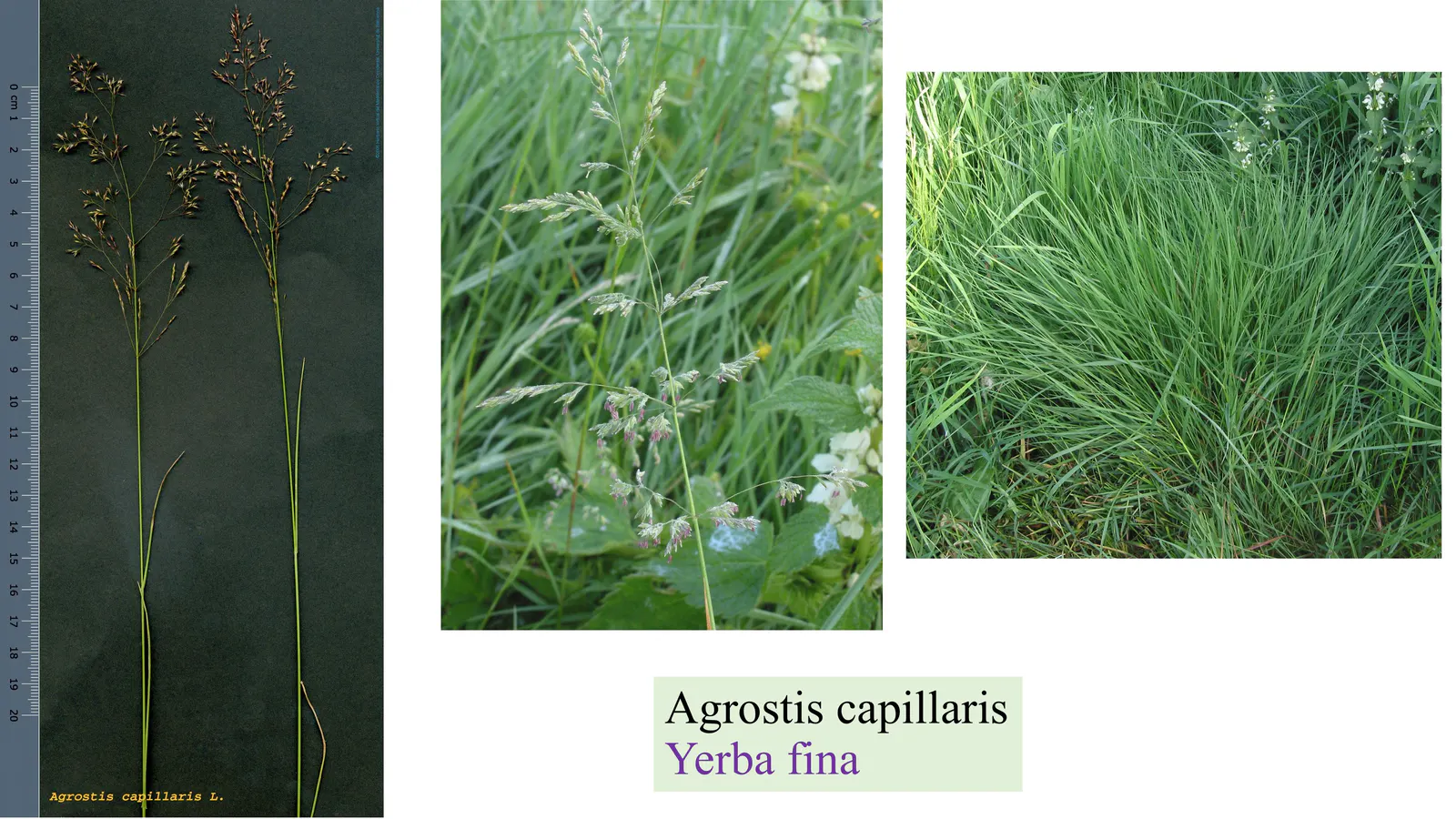 Agrostis capillaris