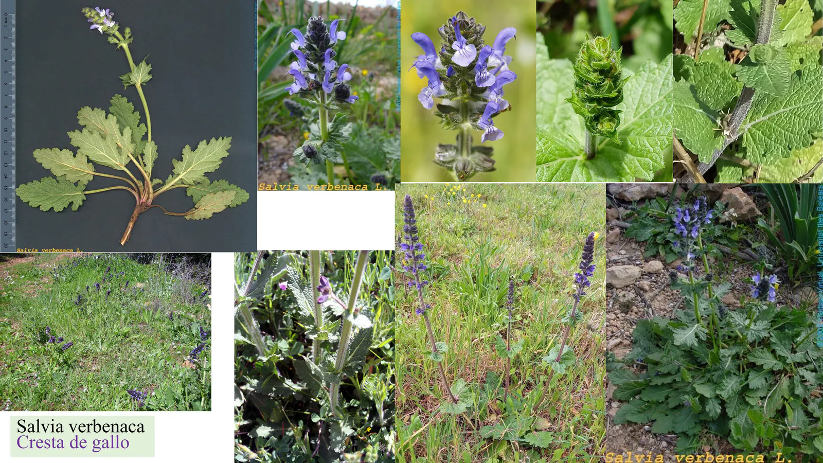 Salvia verbenaca