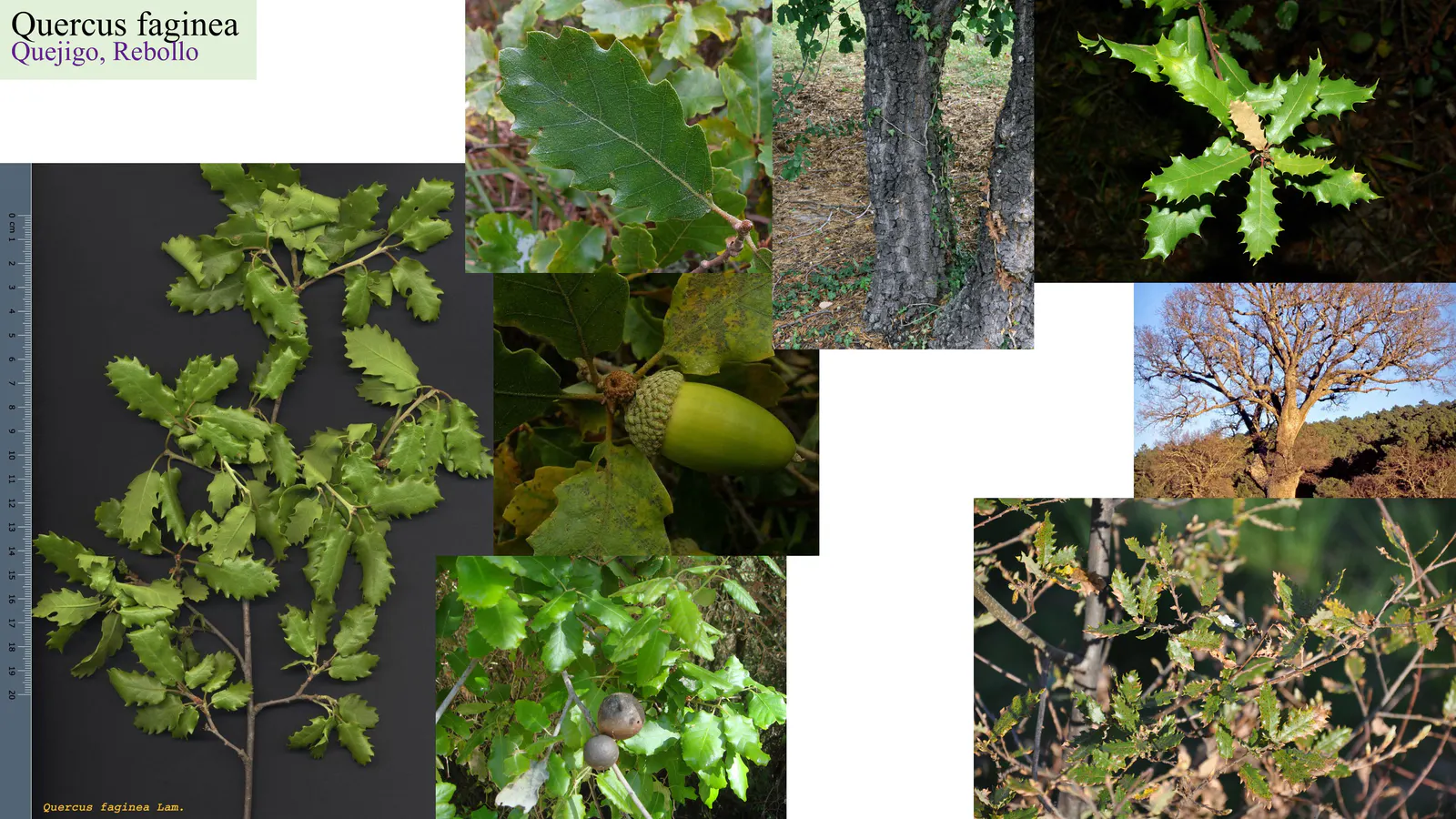 Quercus faginea