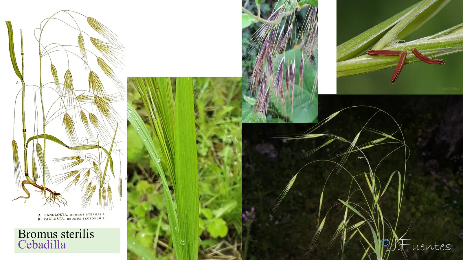 Bromus sterilis