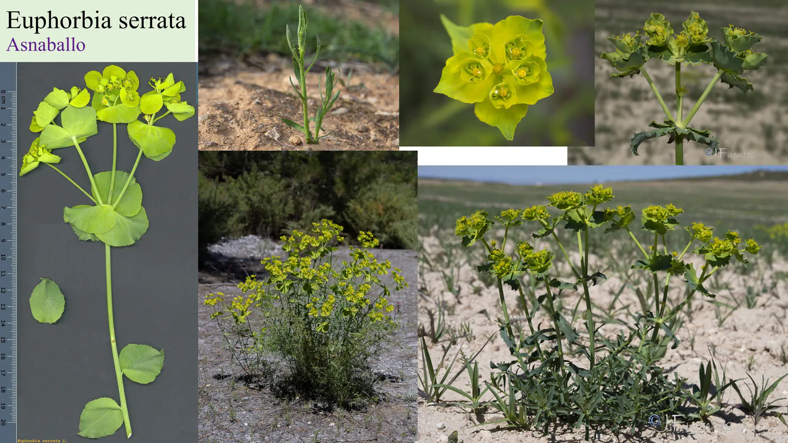 Euphorbia serrata