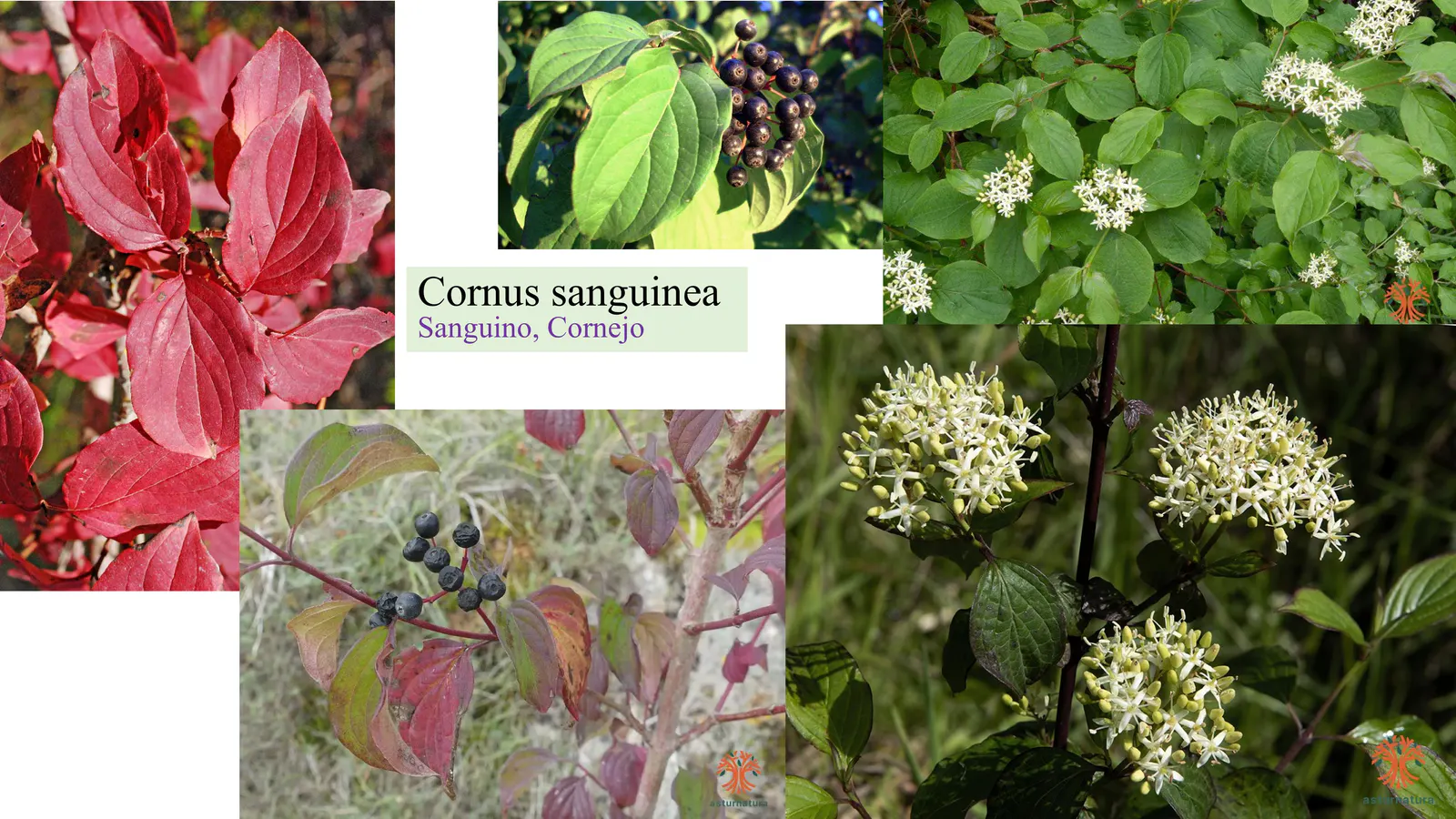 Cornus sanguinea