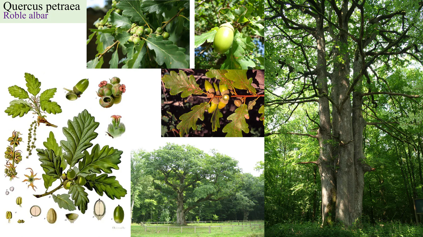 Quercus petraea