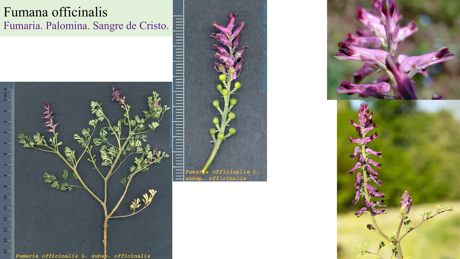 Fumaria officinalis
