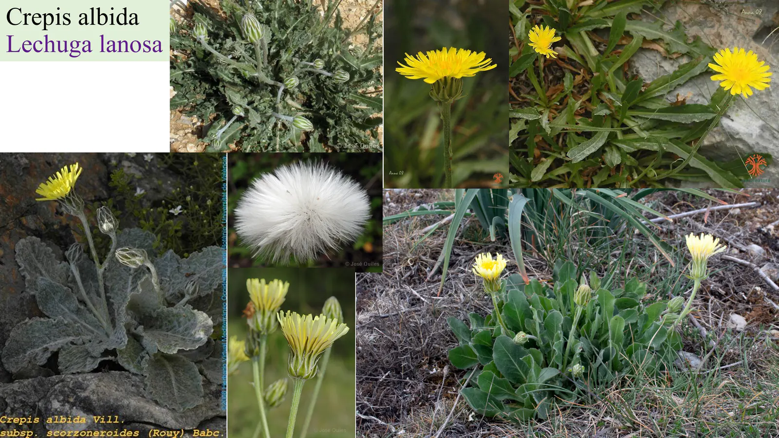 Crepis albida