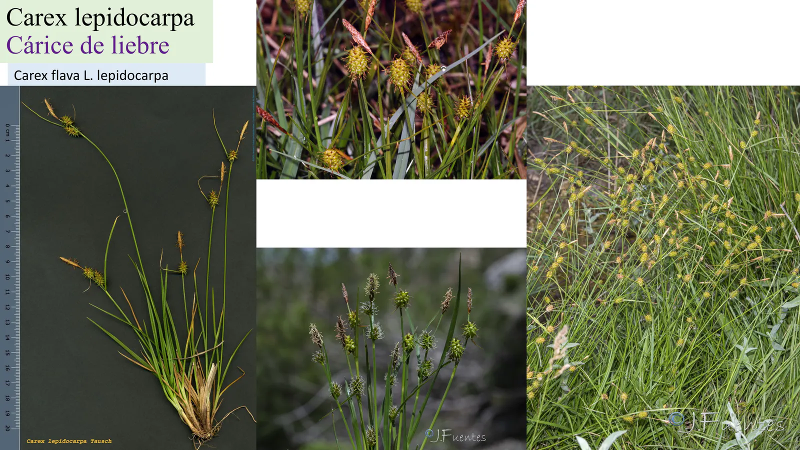 Carex lepidocarpa