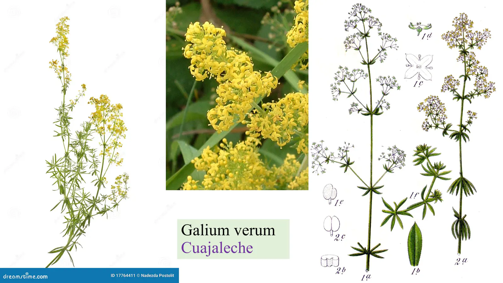 Galium verum