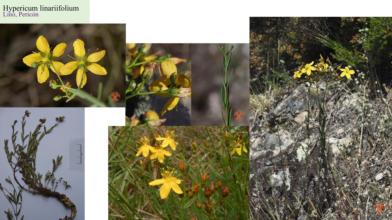 Hypericum linariifolium