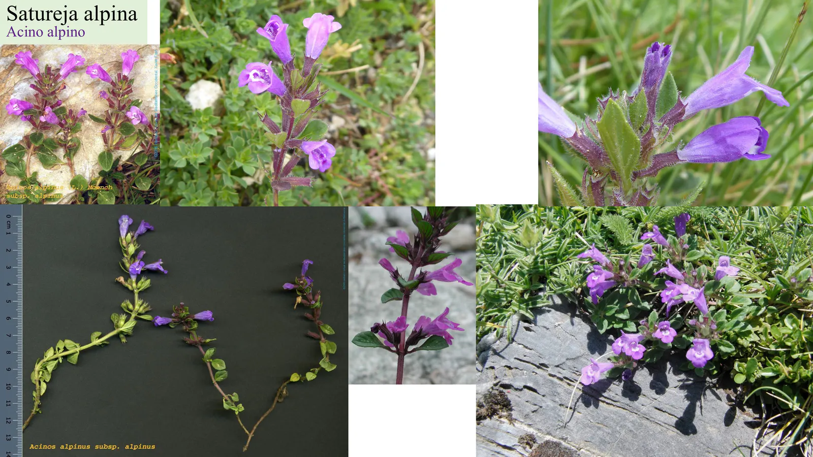 Satureja alpina