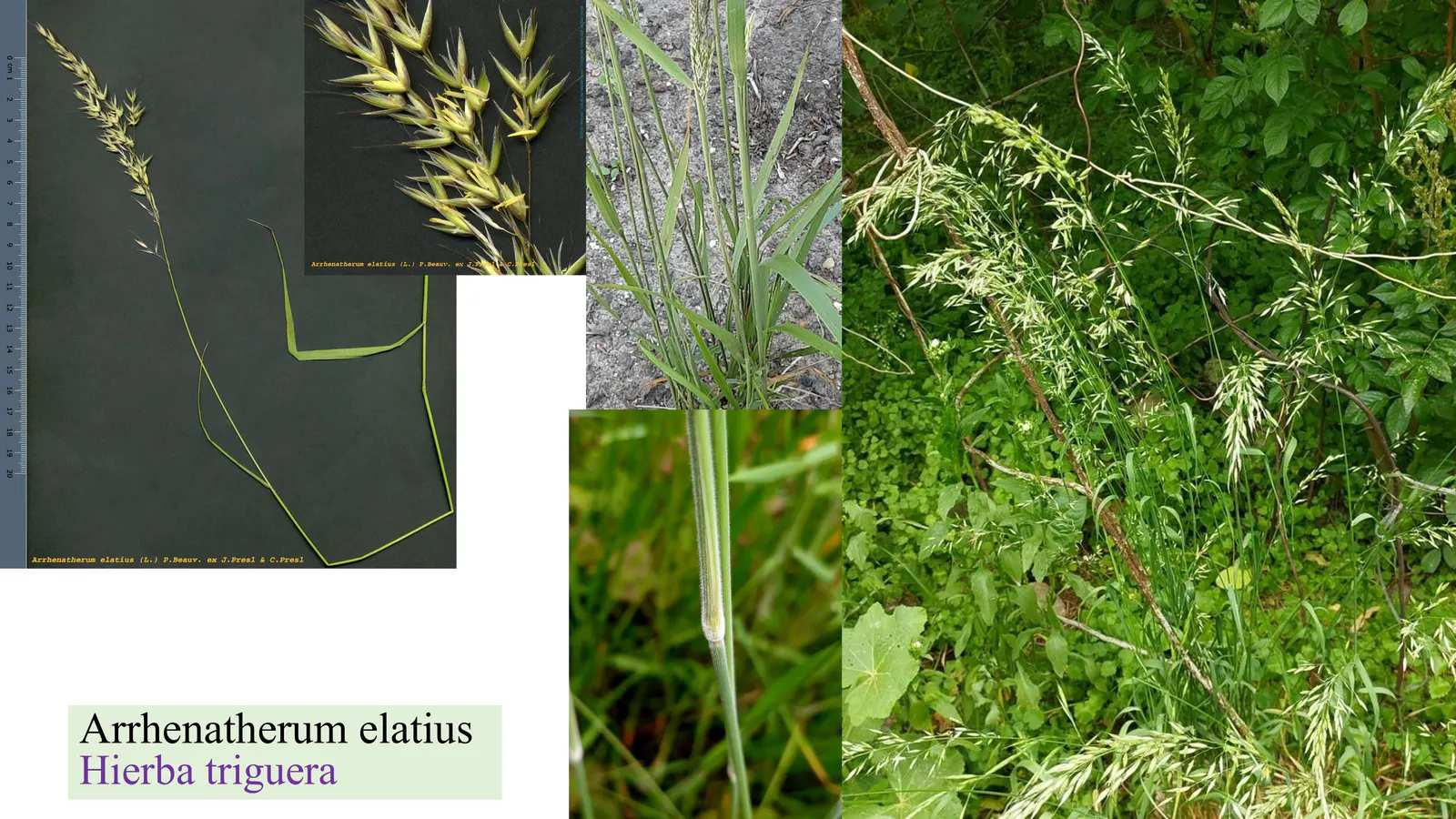Arrhenatherum elatius
