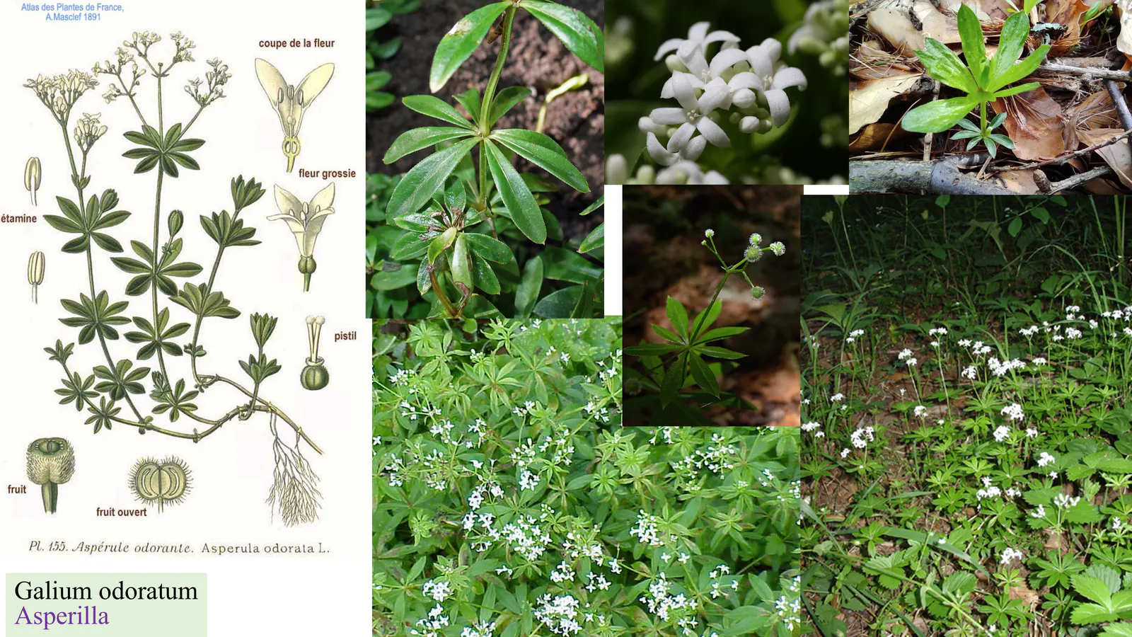 Galium odoratum
