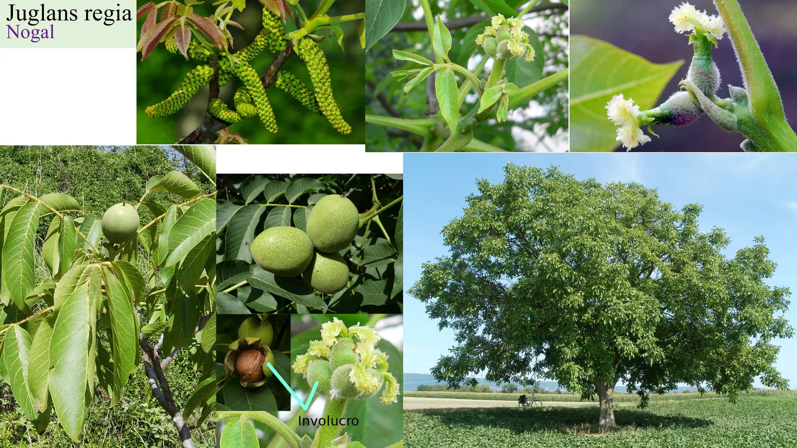 Juglans regia