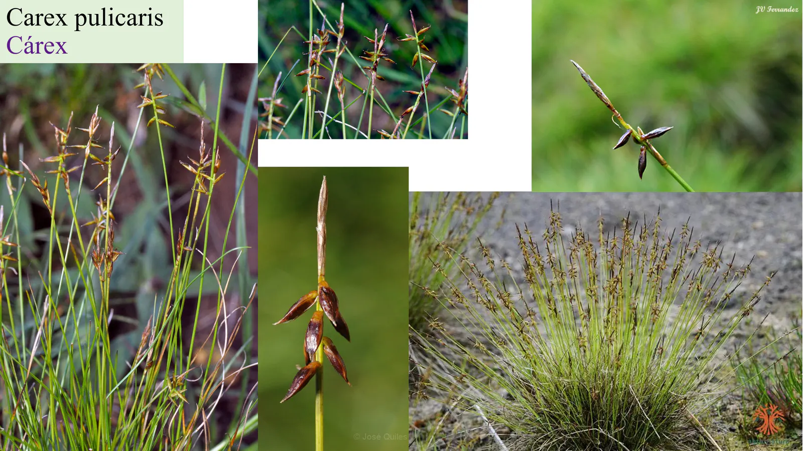Cyperaceae