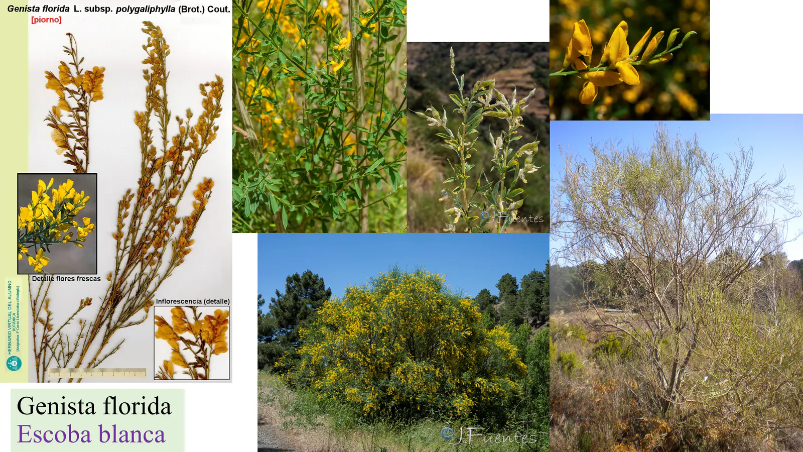 Genista florida