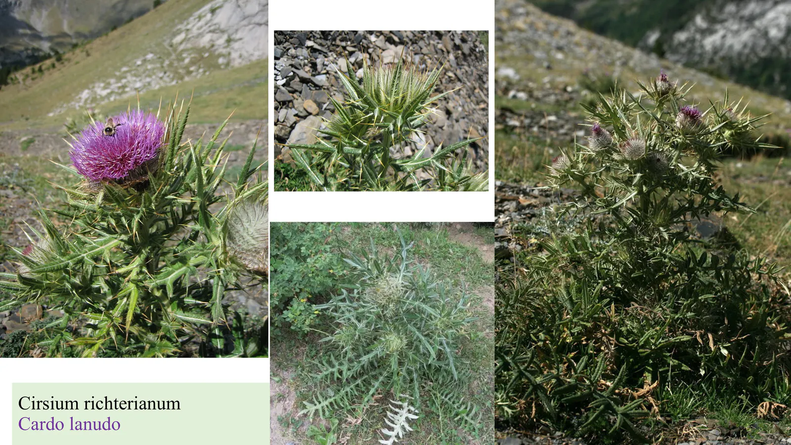 Cirsium richterianum