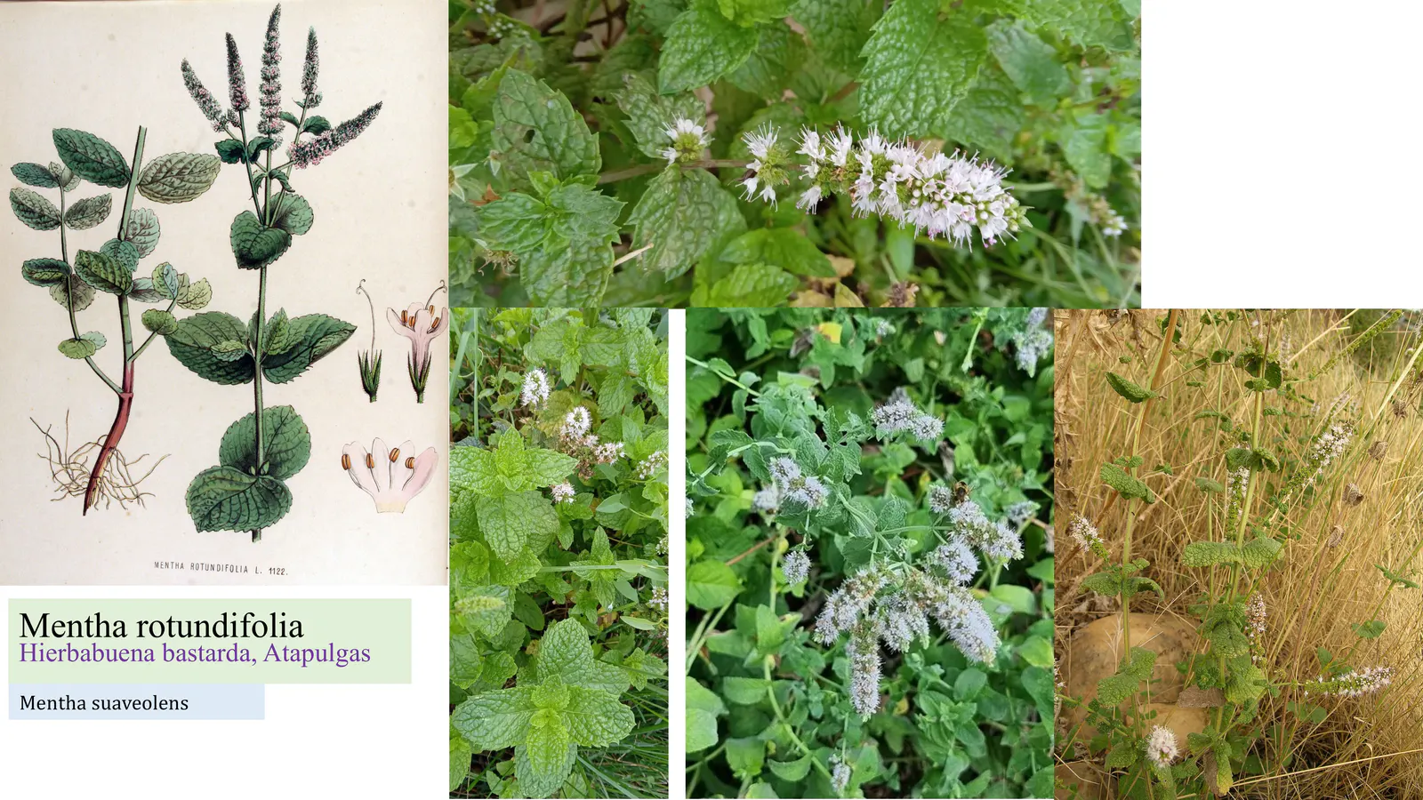 Mentha rotundifolia