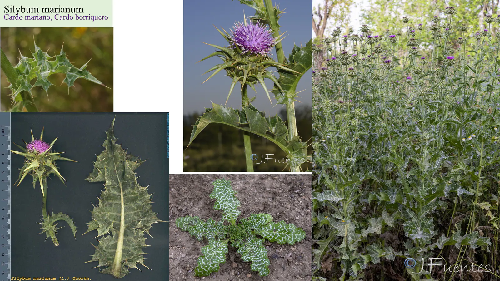 Silybum marianum