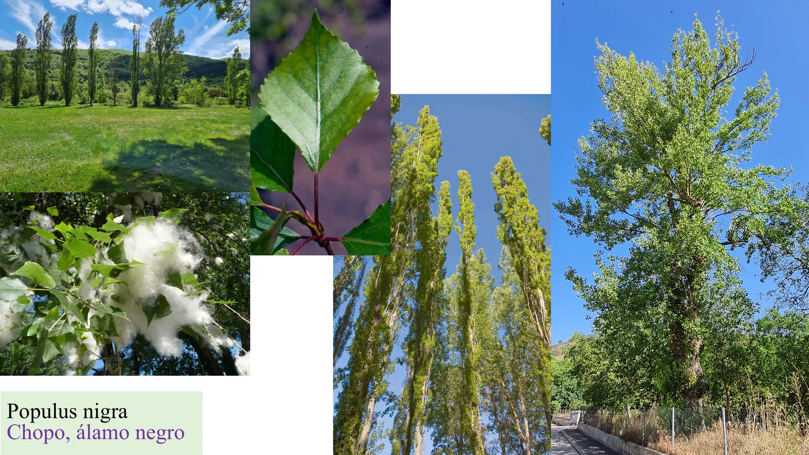 Populus nigra